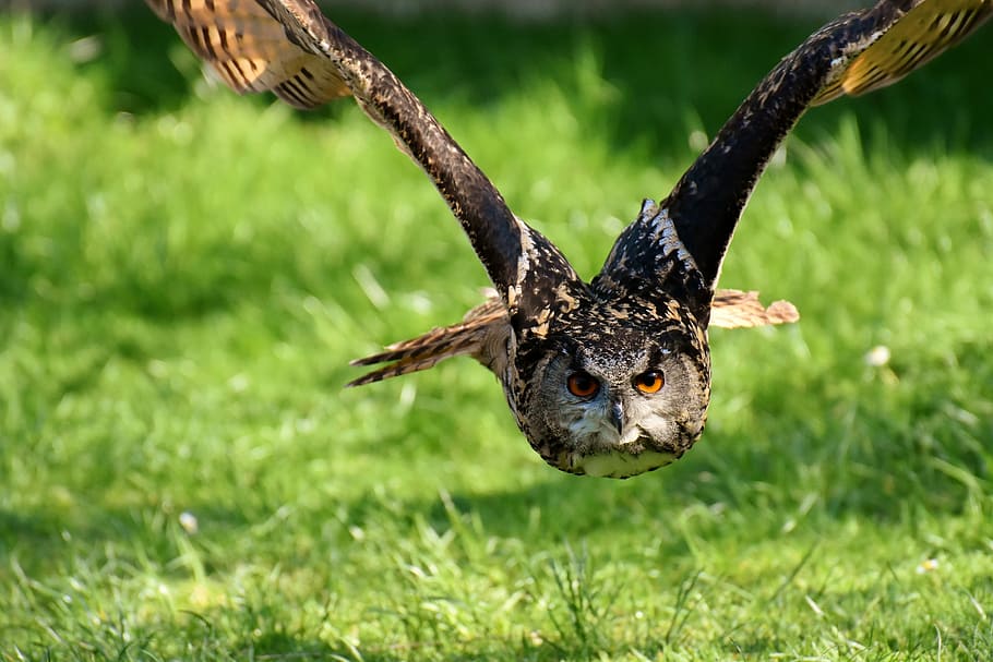 brown owl flying during daytime, bird, feather, eagle owl, animals HD wallpaper