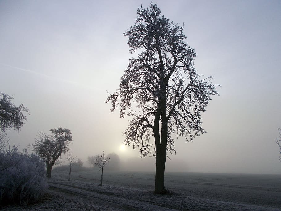 Pear, Fog, Fruit, Fruit Tree, landscape, nature, rural scene HD wallpaper