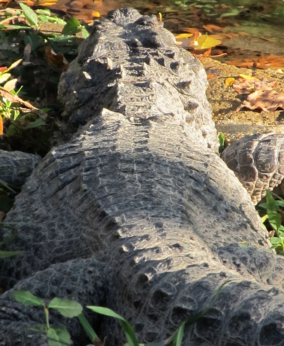 american alligator, rear view, alligator mississippiensis, head, HD wallpaper