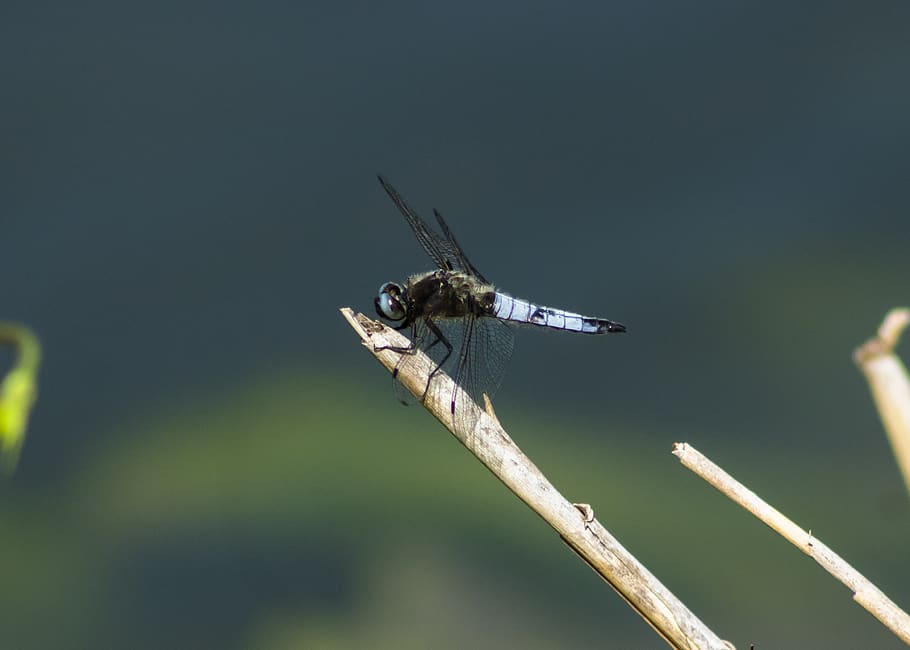 dragonfly, insect, macro, beetle, wing, wings, blue, eye, dragonflies HD wallpaper