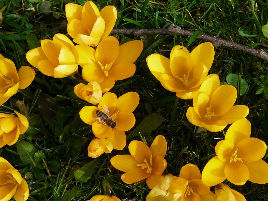 crocus, plant, garden, close, macro, flowers, spring, meadow HD wallpaper