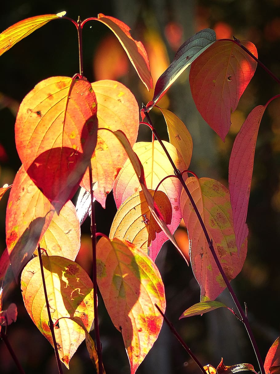 autumn, fall, red, yellow, leaves, tree, forest, foliage, nature HD wallpaper