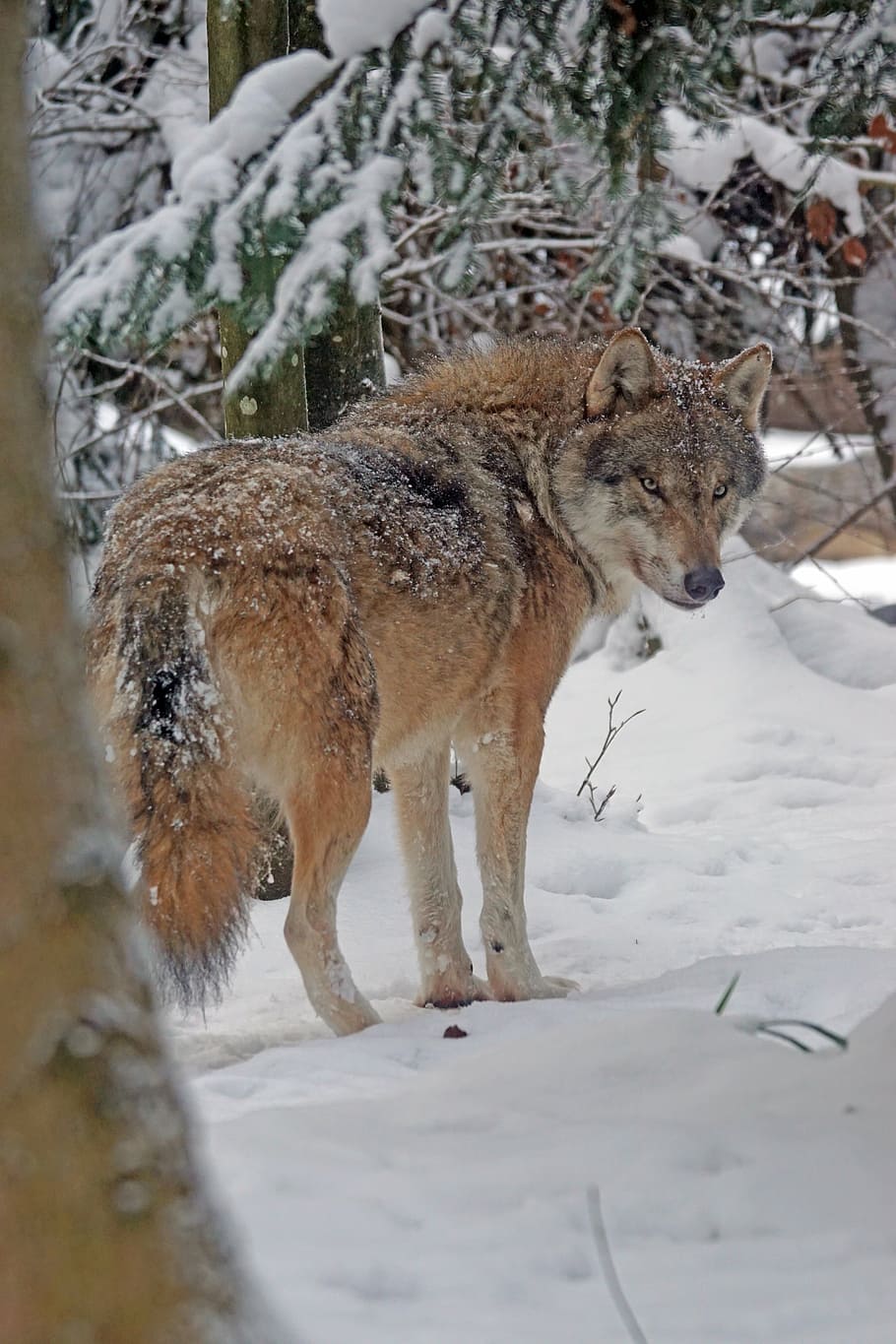 brown wolf on snow ground, eurasisch, predator, pack animal HD wallpaper