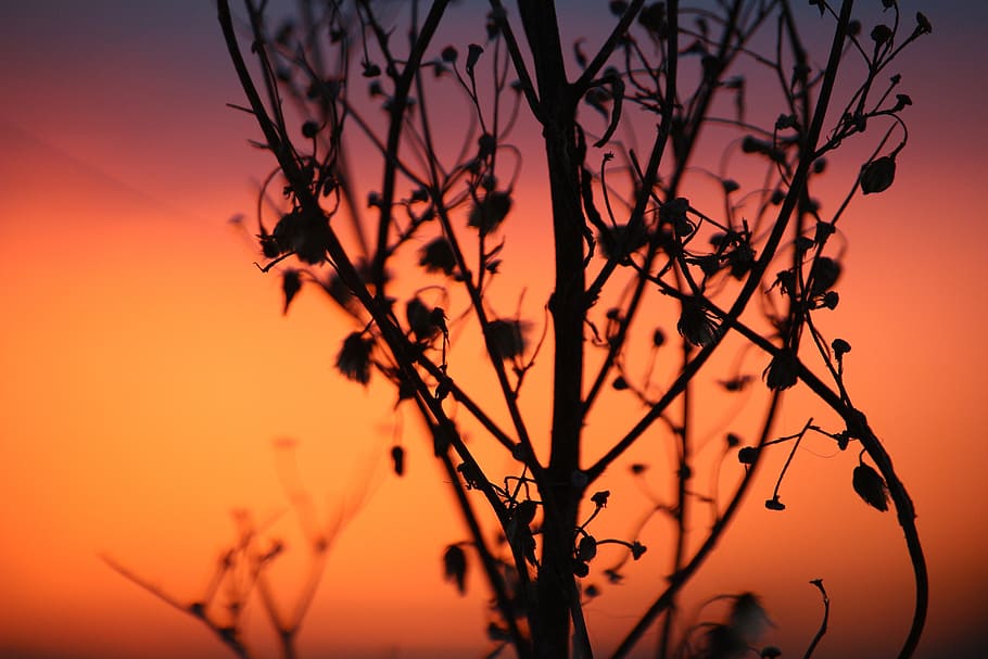 sunset, evening sky, afterglow, abendstimmung, setting sun HD wallpaper