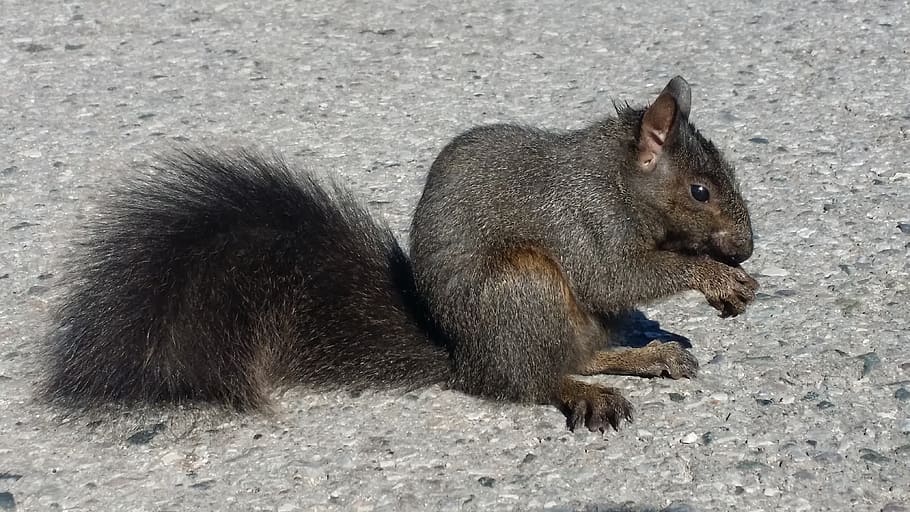 black squirrel, tail, nut, furry, wildlife, animal, animal wildlife HD wallpaper