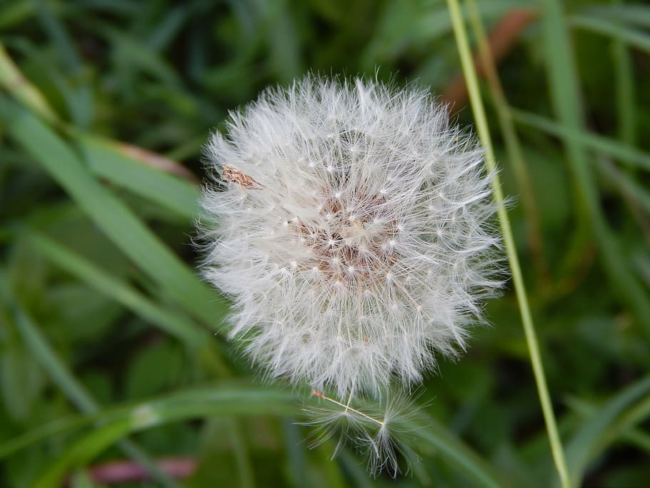 dandelion, flower, nature, plant, seed, close-up, fluffy, summer HD wallpaper