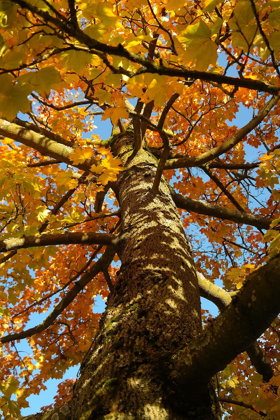tree, log, maple, acer platanoides, yellow, orange, red, aesthetic, HD wallpaper