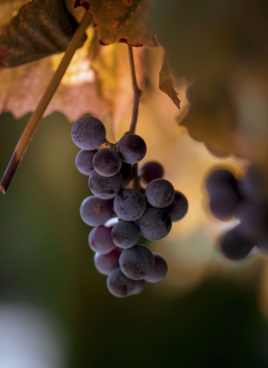 grapes, fruit, farm, field, food, growth, plant, close-up, nature HD wallpaper