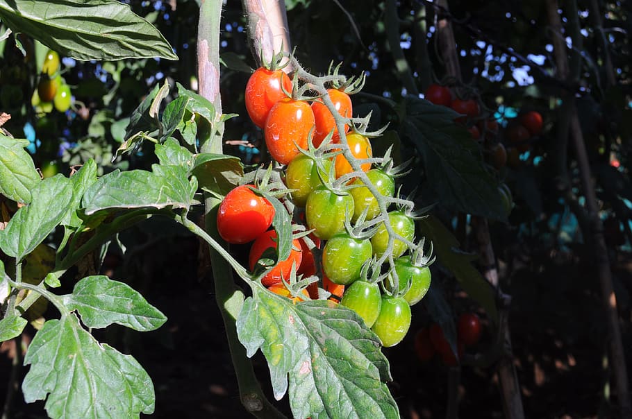 tomato, cherry tomato, salad, food and drink, fruit, growth HD wallpaper