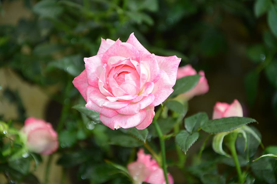 rose pink, pink flowers, rosebuds, rosebush, plant, nature, HD wallpaper