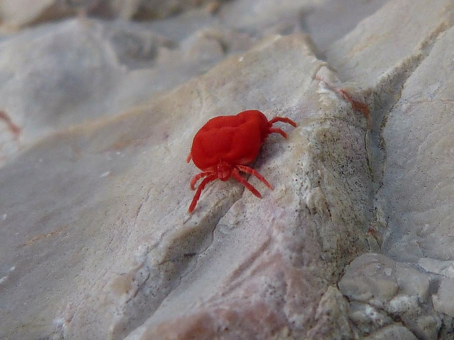 red bug, insect, critter rock, one animal, animal themes, hermit crab HD wallpaper