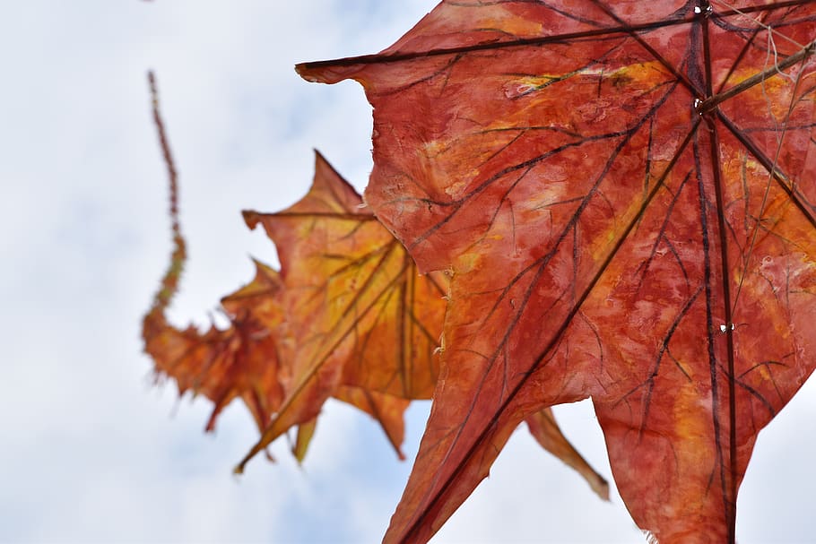 leaf, fall, nature, tree, outdoors, flora, kite, sky, autumn HD wallpaper