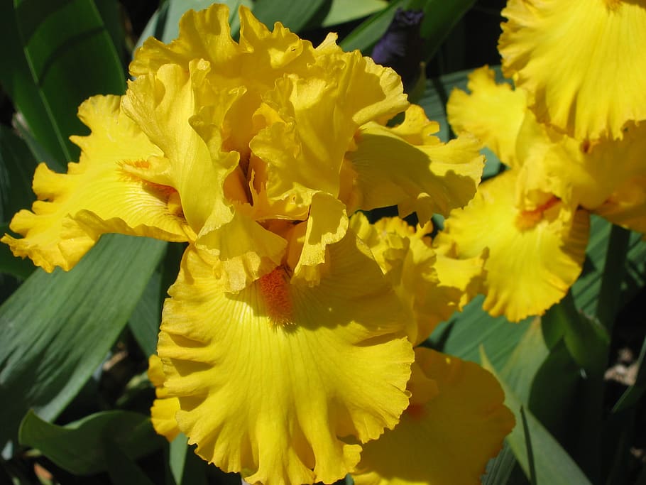 yellow iris, vuillerens, spring, flowering plant, vulnerability HD wallpaper
