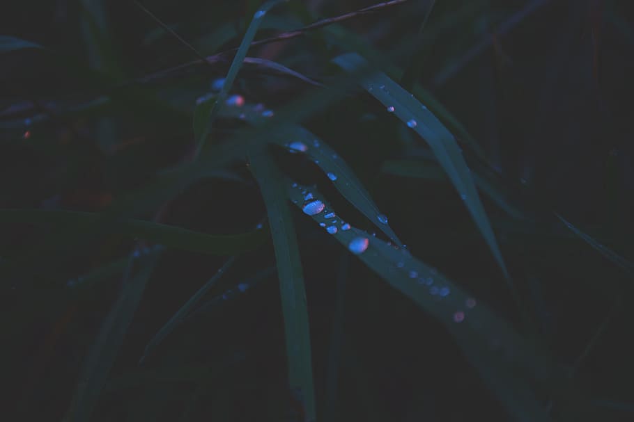 nature, autumn, background, bright, dew, droplet, drops, evening HD wallpaper