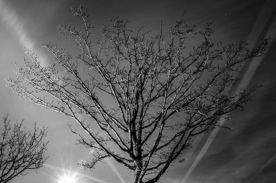 Grayscale Photography of Bare Tree, backlit, black-and-white HD wallpaper