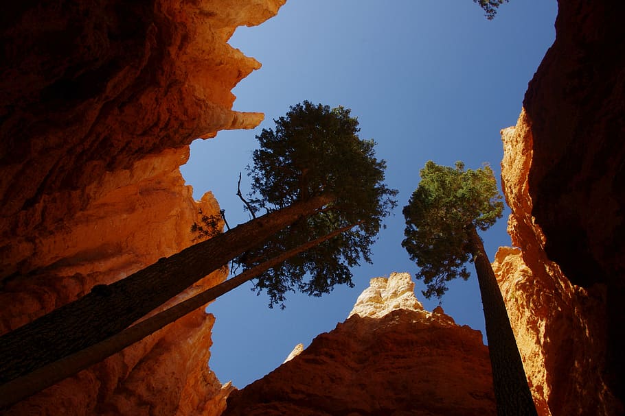 bryce, canyon, tree, rock, formation, sky, perspective, national HD wallpaper