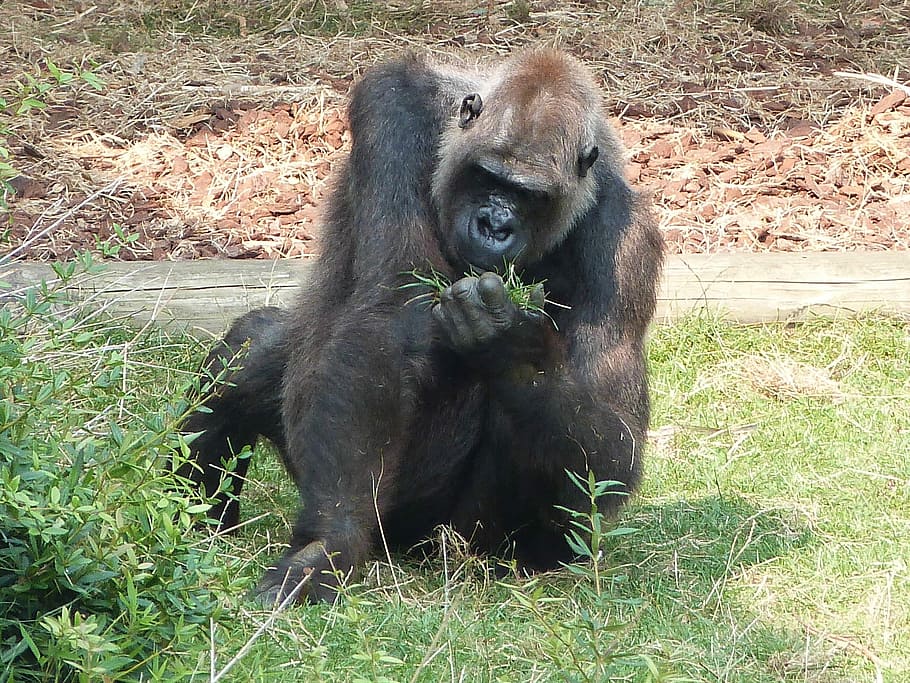 Gorilla, Monkey, Animals, one animal, grass, animal themes HD wallpaper
