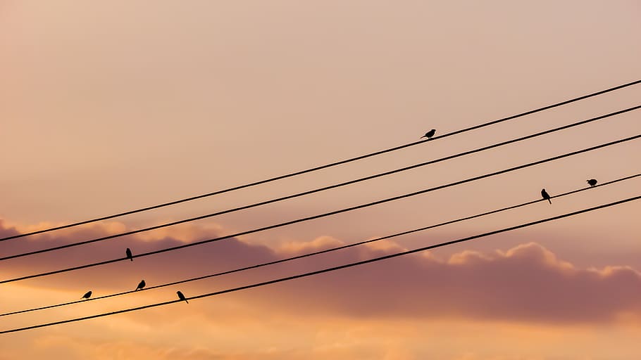 Birds, Wire, Sunset, Colors, Dusk, sky, silhouette, evening HD wallpaper