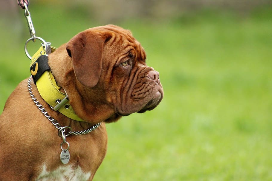 selective focus photography of brown dog, bordeaux, mastiff, animal