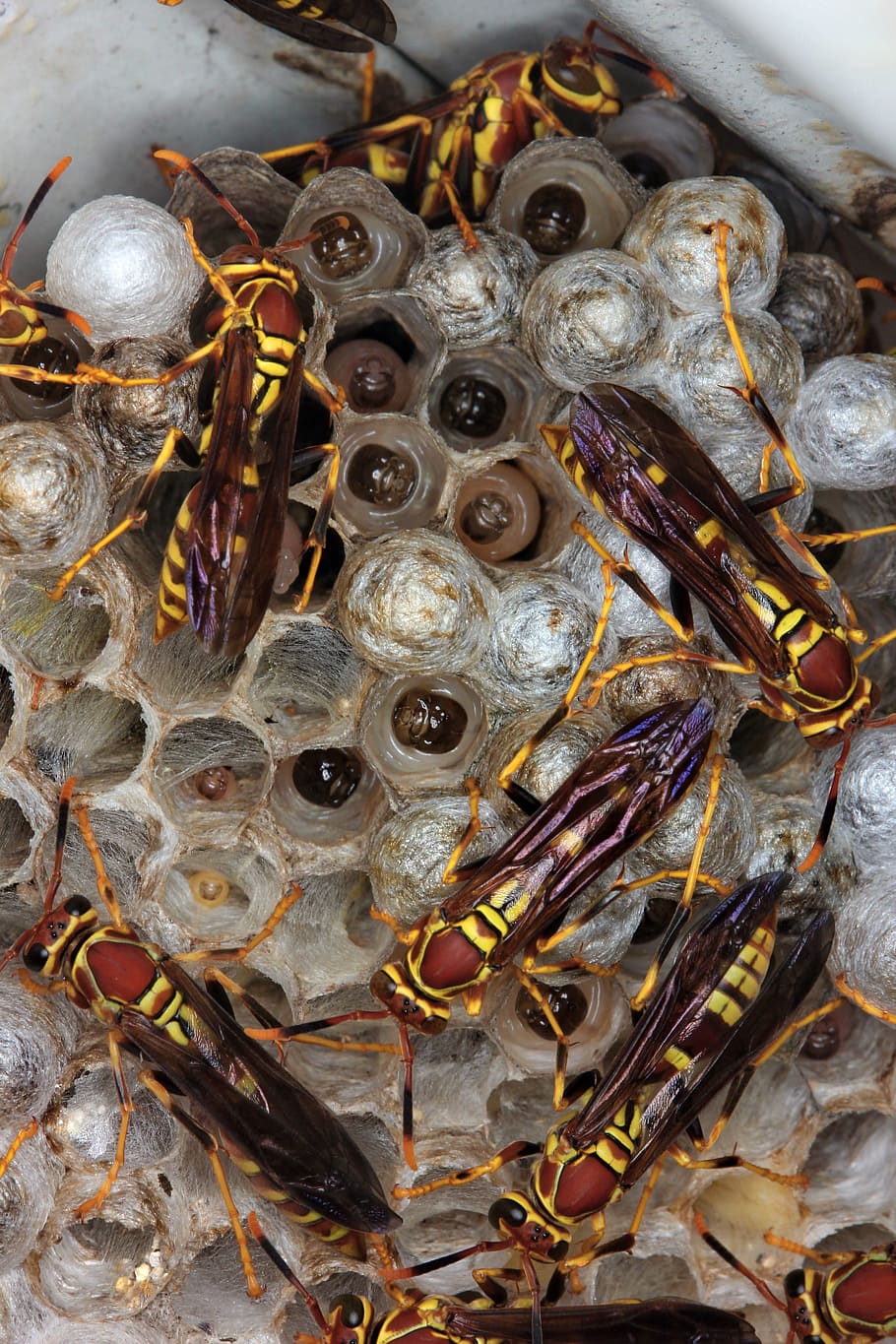 Wasp, Nest, Hive, Colony, Insect, Macro, bee, cell, sting, worker HD wallpaper