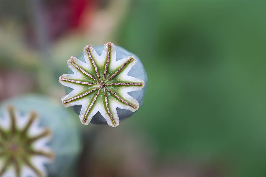 selective focus photography of poppy flower bud, poppy capsule, HD wallpaper