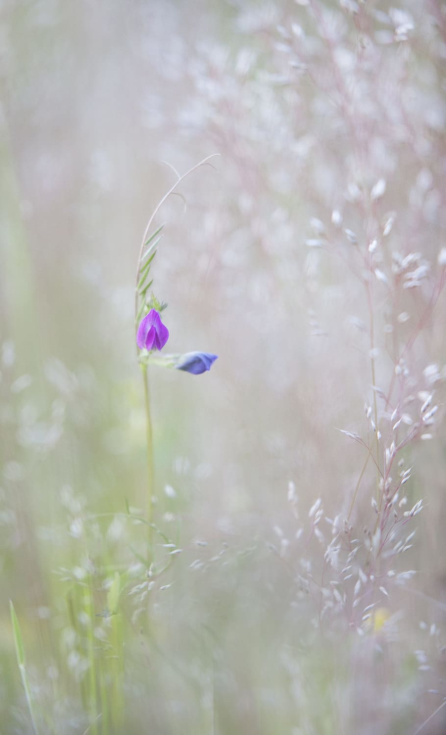 purple petaled flowers in selective focus photography, nature HD wallpaper