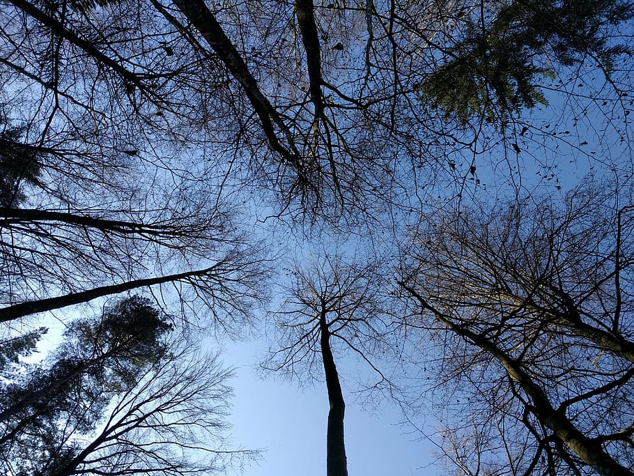 forest, trees, sky, branches, up, plant, low angle view, bare tree HD wallpaper