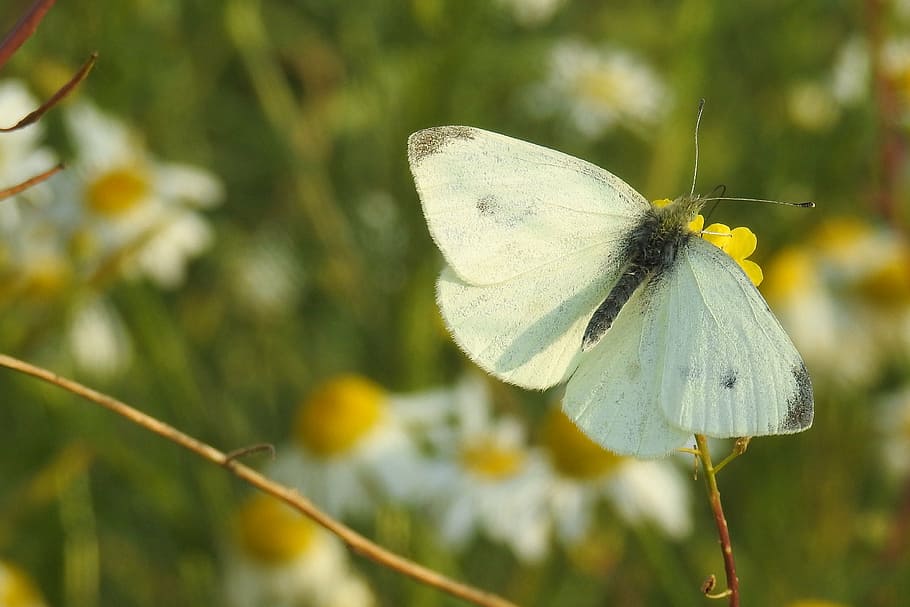 butterfly, white, insect, summer, nature, butterflies, wing HD wallpaper