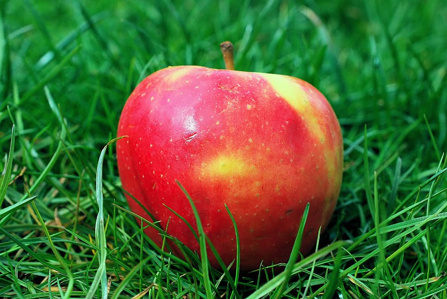 apple, garden, grass, fruit, nature, food, kernobstgewaechs HD wallpaper