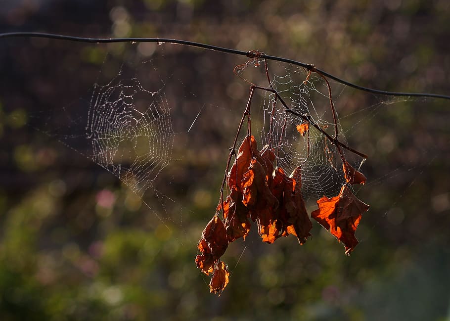 leaves, spider web, dry, red, autumn, nature, focus on foreground HD wallpaper