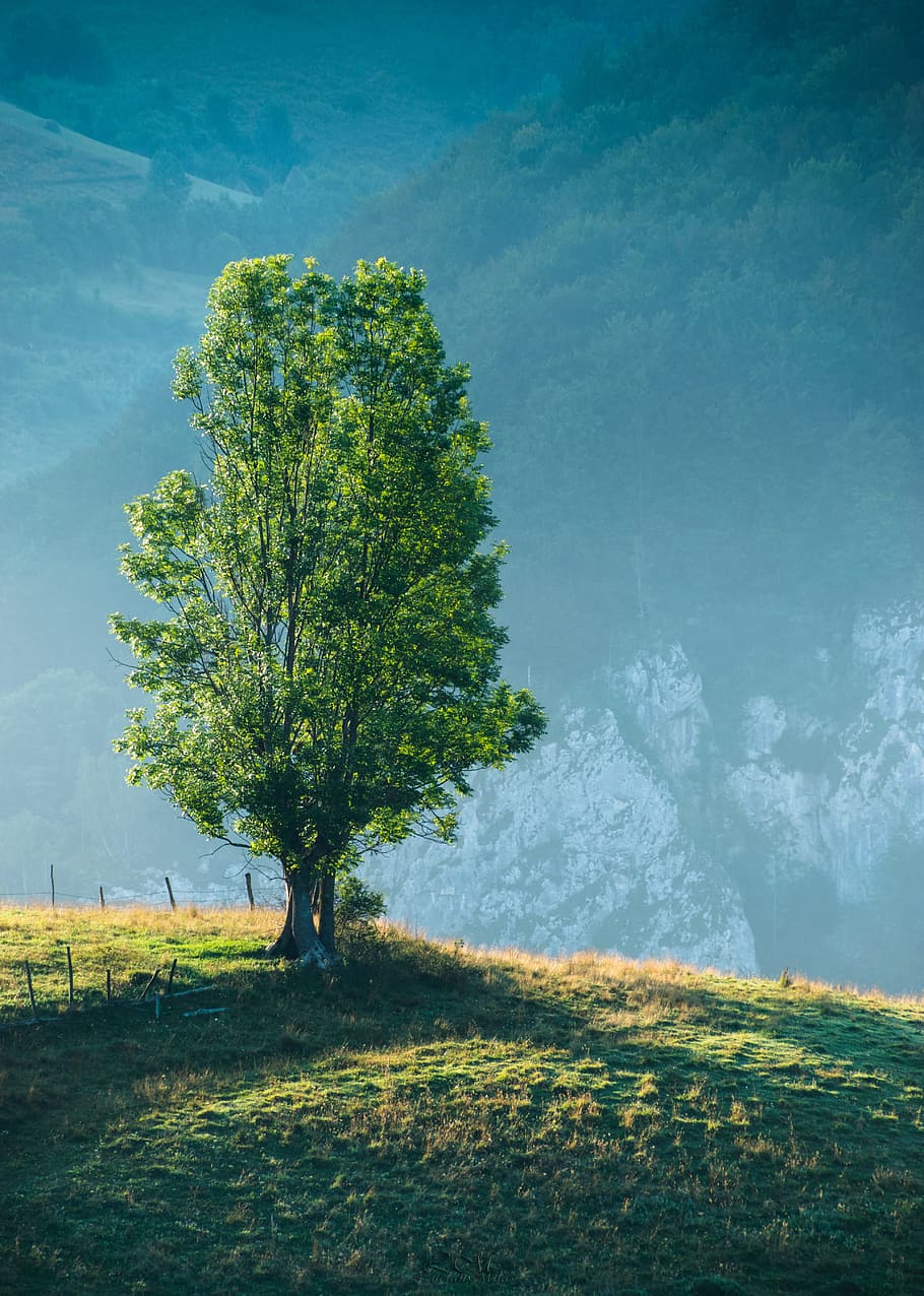 dawn, landscape, nature, summer, countryside, daylight, environment HD wallpaper