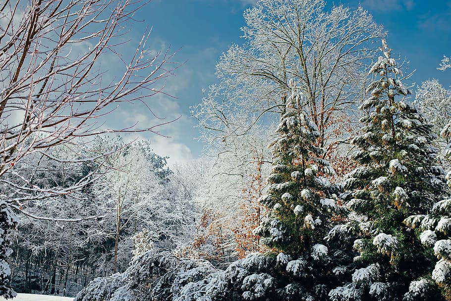 pine trees with snows, winter, landscape, scenic, forest, woods HD wallpaper