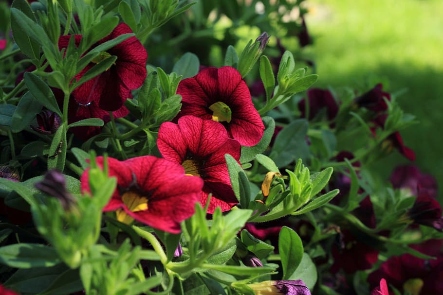 petunia, flower, summer, bloom, blossom, floral, vibrant, purple HD wallpaper