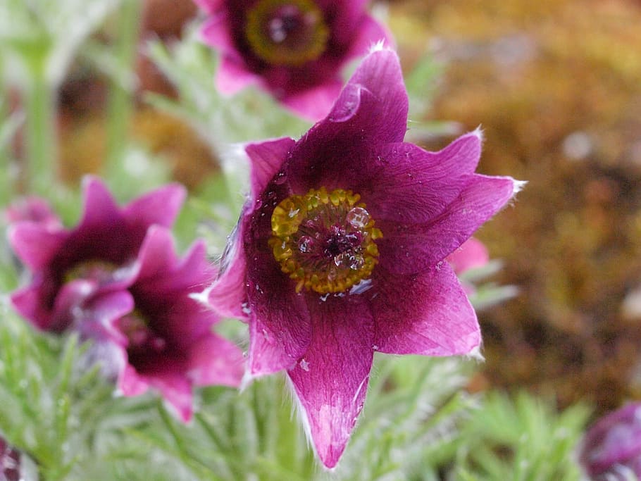 pasqueflower, blossom, bloom, violet, spring, dew, nature, plant HD wallpaper