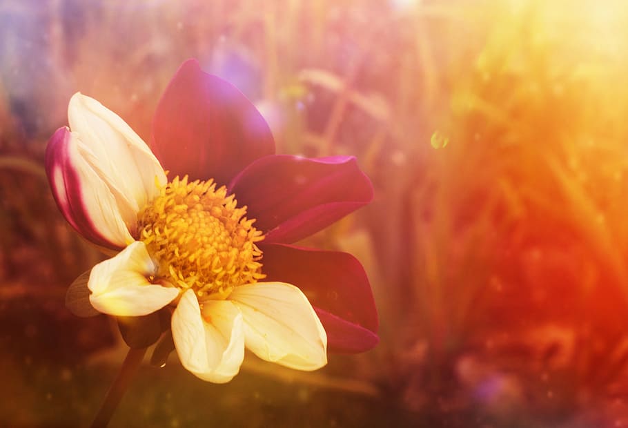 selective photography of red and white petaled flowers, fantasy HD wallpaper