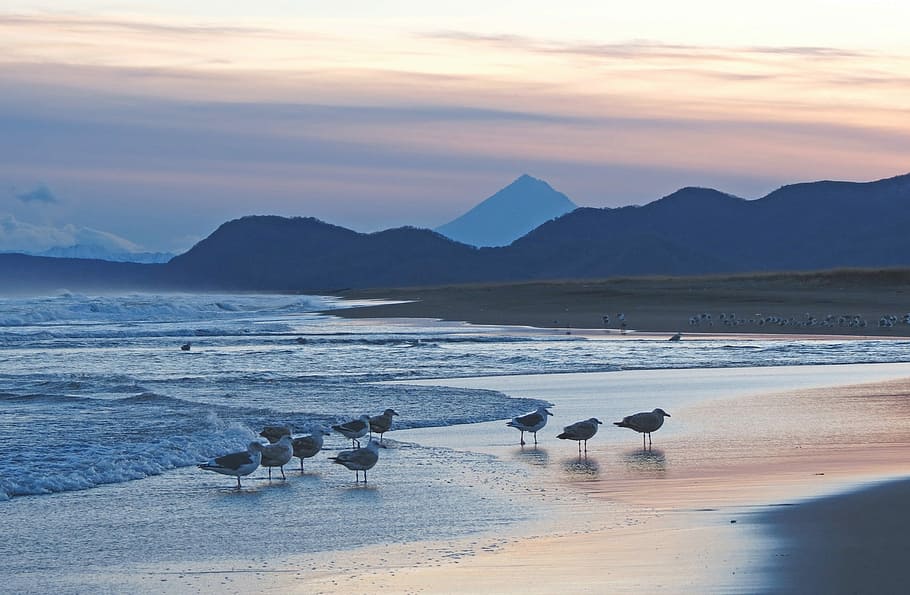 the pacific ocean, coast, beach, wave, calm, gulls, birds, mountains HD wallpaper