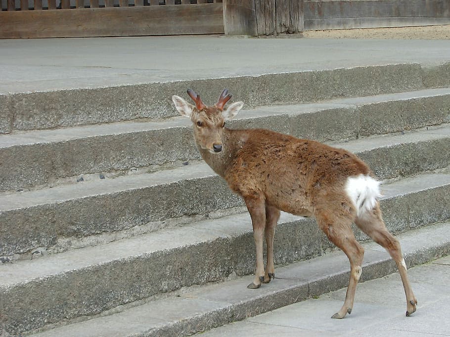 Nara, Deer, Return, in return, one animal, animal themes, animals in the wild HD wallpaper