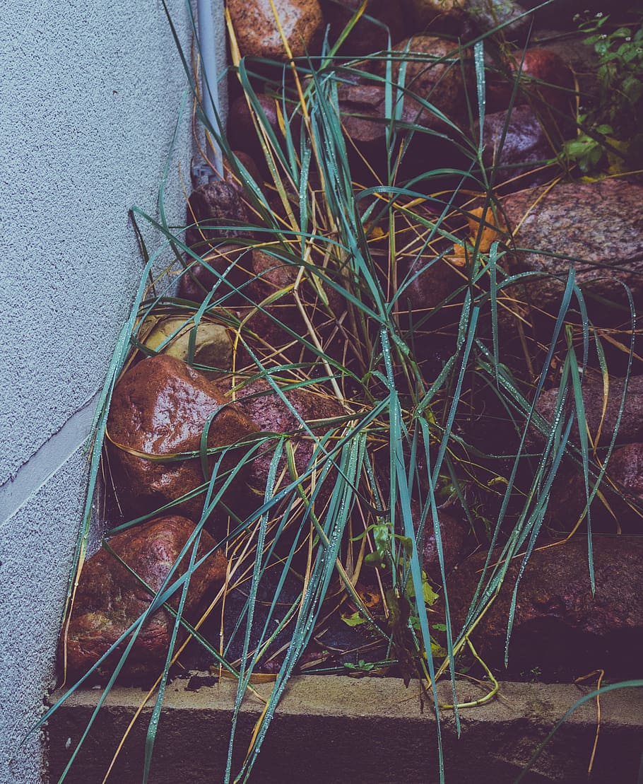 blur, close-up, focus, grass, leaves, rocks, stones, wall, no people HD wallpaper
