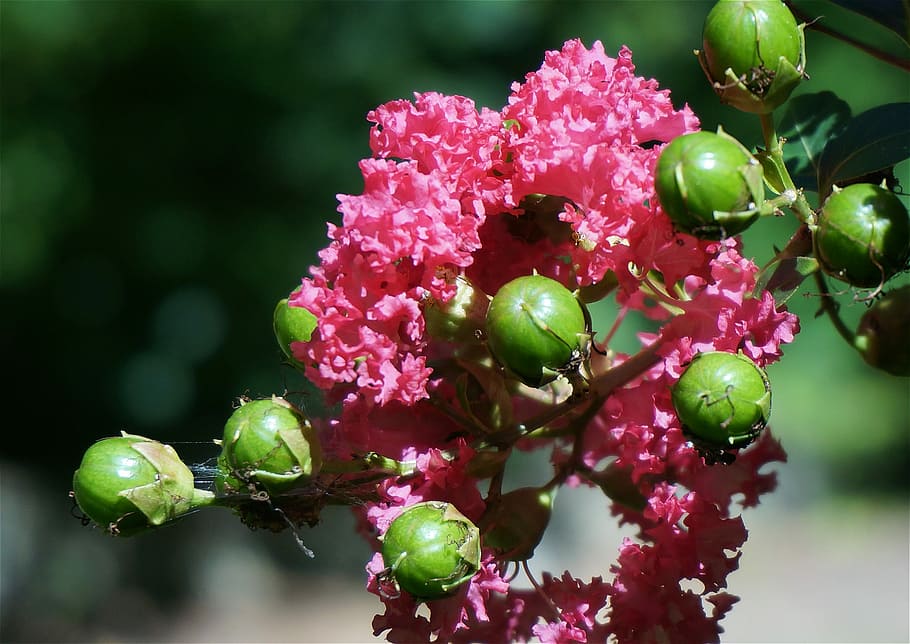 Crepe Myrtle With Seed Pods, flower, blossom, bloom, plant, summer
