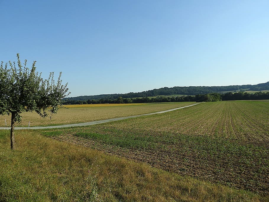 landscape, fields, arable, nature, sky, plant, environment HD wallpaper