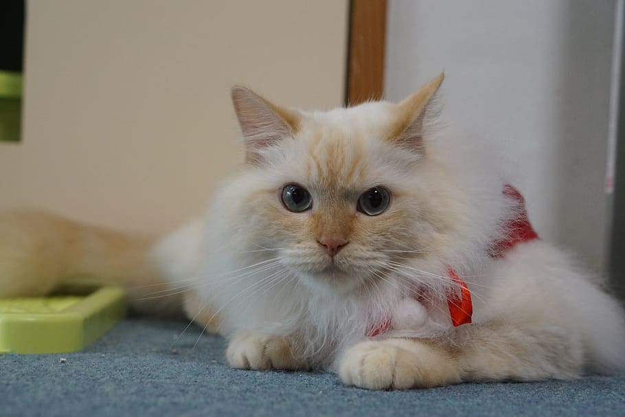 cute, animal, cat, compact, okinawa, domestic, pets, domestic cat HD wallpaper
