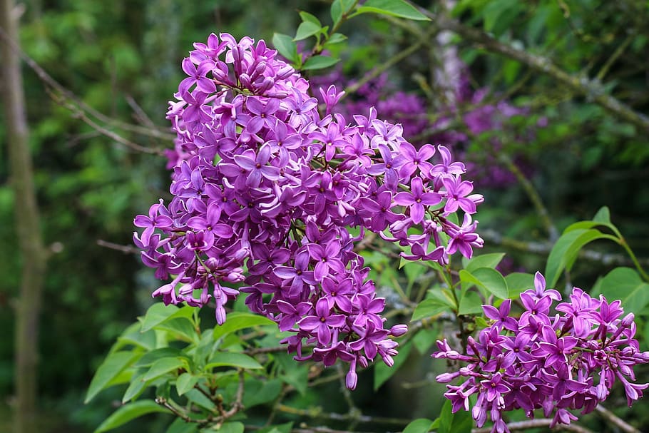 purple hydrangeas flowers, Lilac, Shrub, Spring, Garden, nature HD wallpaper
