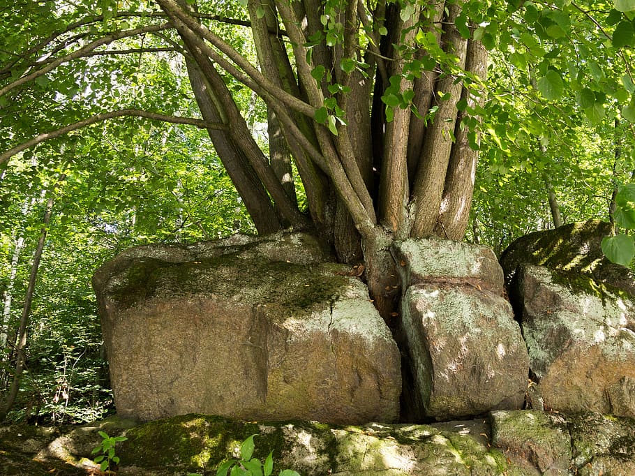 live, blowing up, ascent, tree, plant, forest, growth, nature HD wallpaper