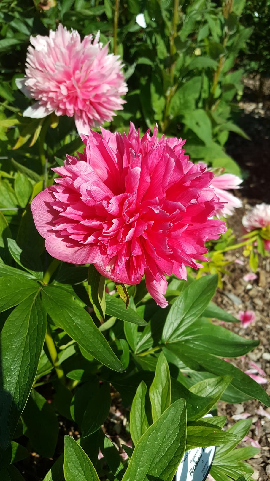 flowers, red, pink, spring, nature, garden, red rose, petals HD wallpaper