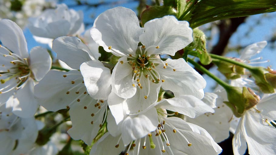 cherry, nature, blossom, bloom, tree, spring, cherry blossom HD wallpaper