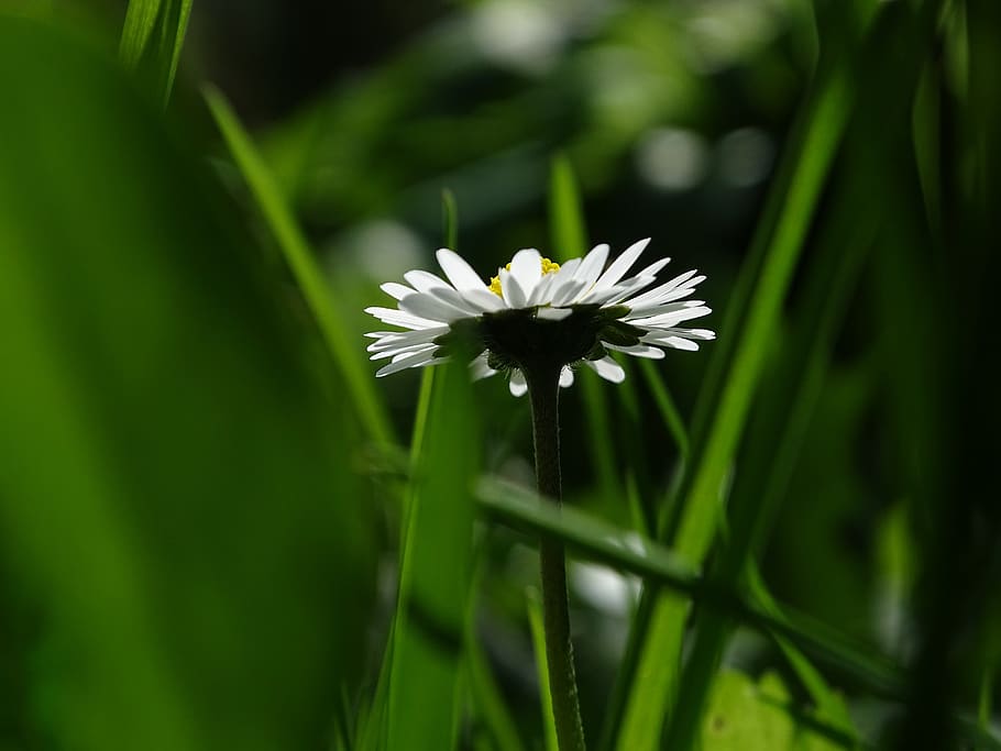 daisy, spring, grass, macro, white, nature, white flower, plant HD wallpaper