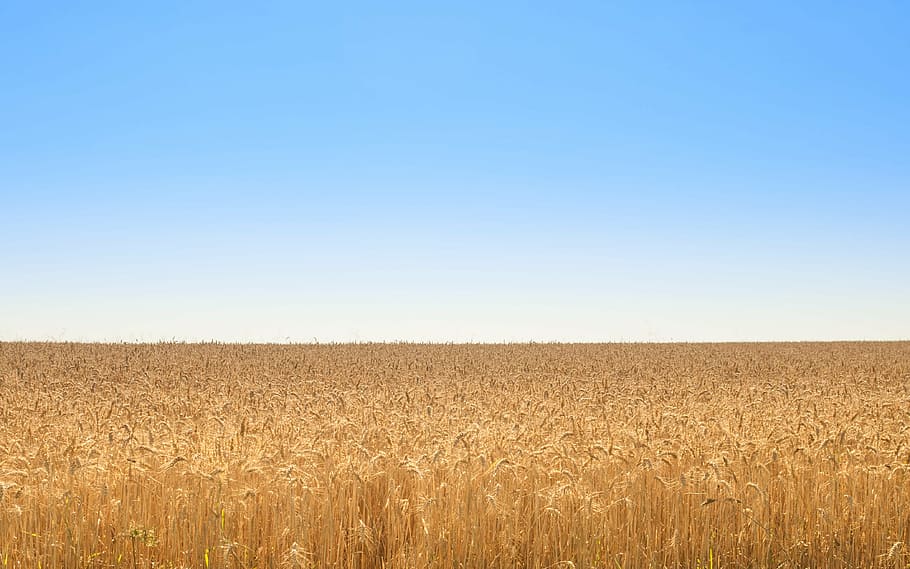 green field under blue sky photography during daytime, golden, HD wallpaper