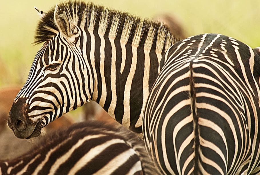 selective focus photography of zebra, stripes, pattern, natural HD wallpaper