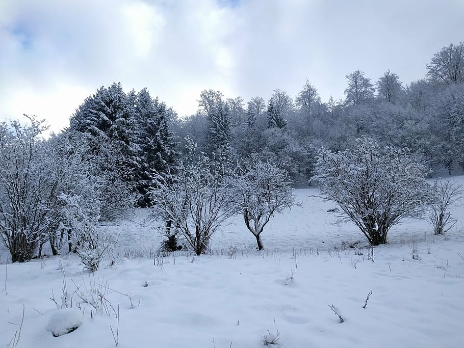 winter, landscape, nature, trees, snow, wintry, mountains, winter cold HD wallpaper