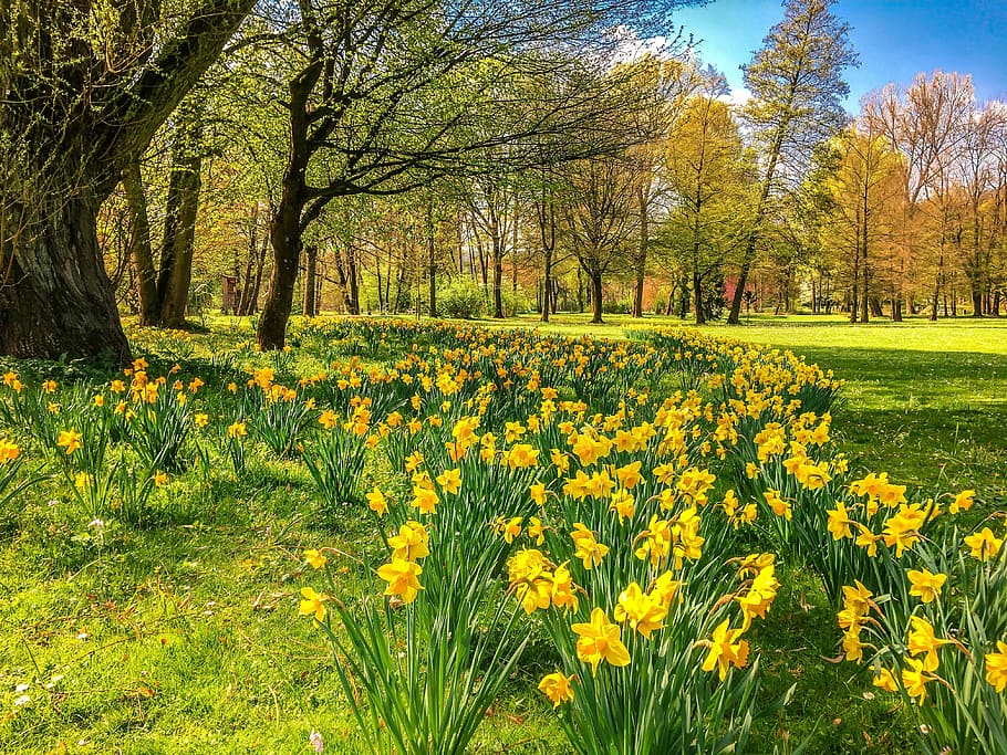 yellow flowers, daffodils, osterglocken, park, spring, bad kissingen HD wallpaper